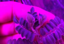 “The Fascinating Possibility of a Falafel Stand on The Moon: New Research Explores”