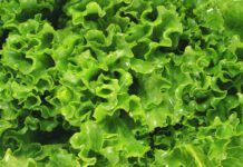 “Houston, We Have a Problem: Salad May Not Be As Healthy in Space as We Thought”