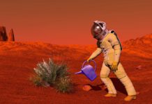 A Messy Mars Mini-Garden Thrives Better: A Surprising Space Farming Discovery